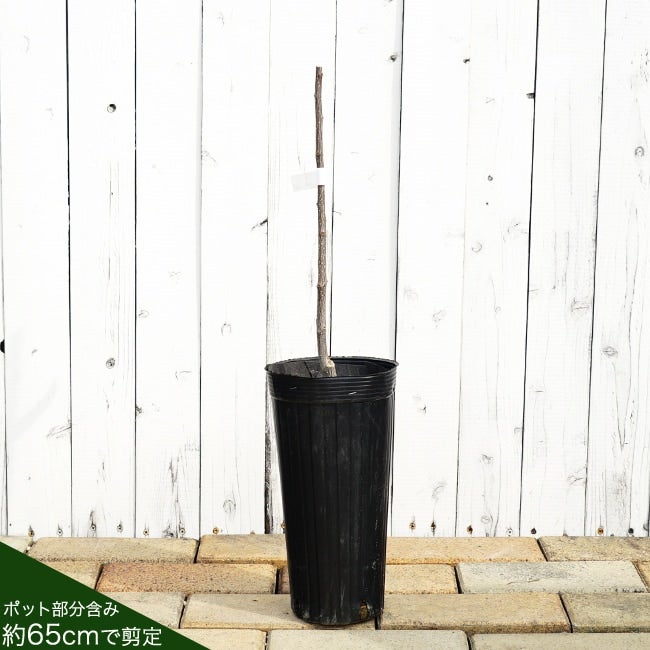 サンショウ 朝倉山椒 苗 販売 苗木部 By 花ひろばオンライン