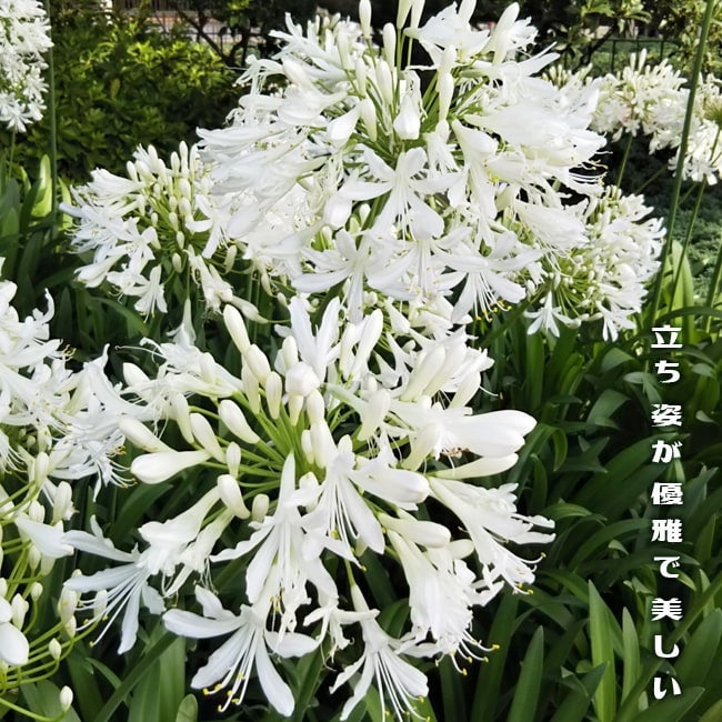 約50株　アガパンサス　白　大輪　 大型鉢植え　大量　苗　まとめ売り 約50株 アガパンサス 白 大輪 大型鉢植え 大量 苗 まとめ売り 約50株