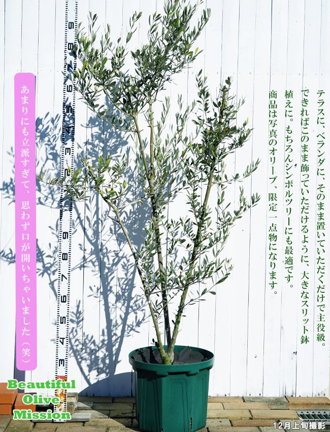 オリーブ 1点物限定】 ミッション 2m 特大鉢植え苗 オリーブの木 