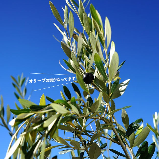 オリーブ 1点物限定】 ミッション 2m 特大鉢植え苗 オリーブの木