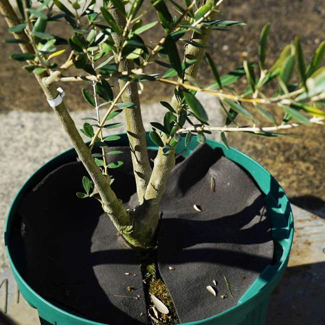 オリーブ ミッションの販売 時期 苗木部 By 花ひろばオンライン