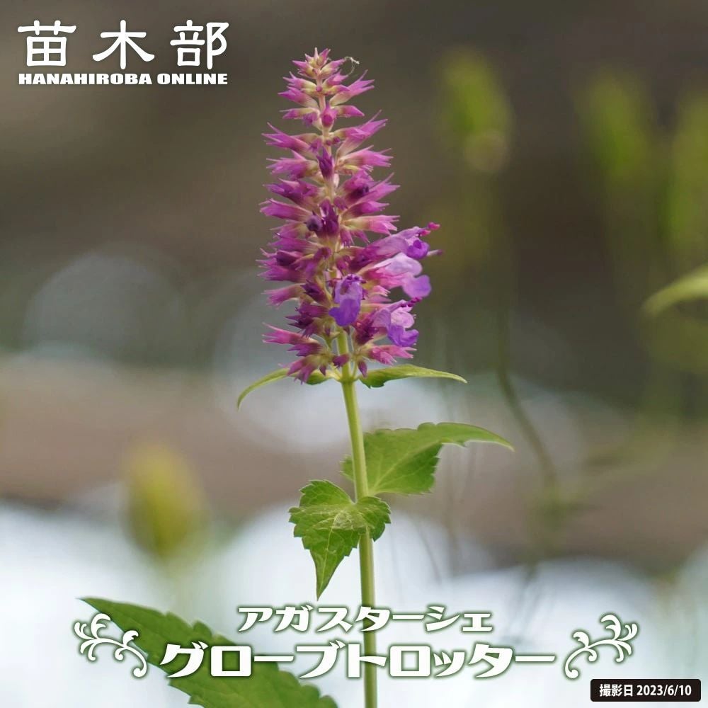 アガスターです。 000000035742-01.jpg?size=l&w=