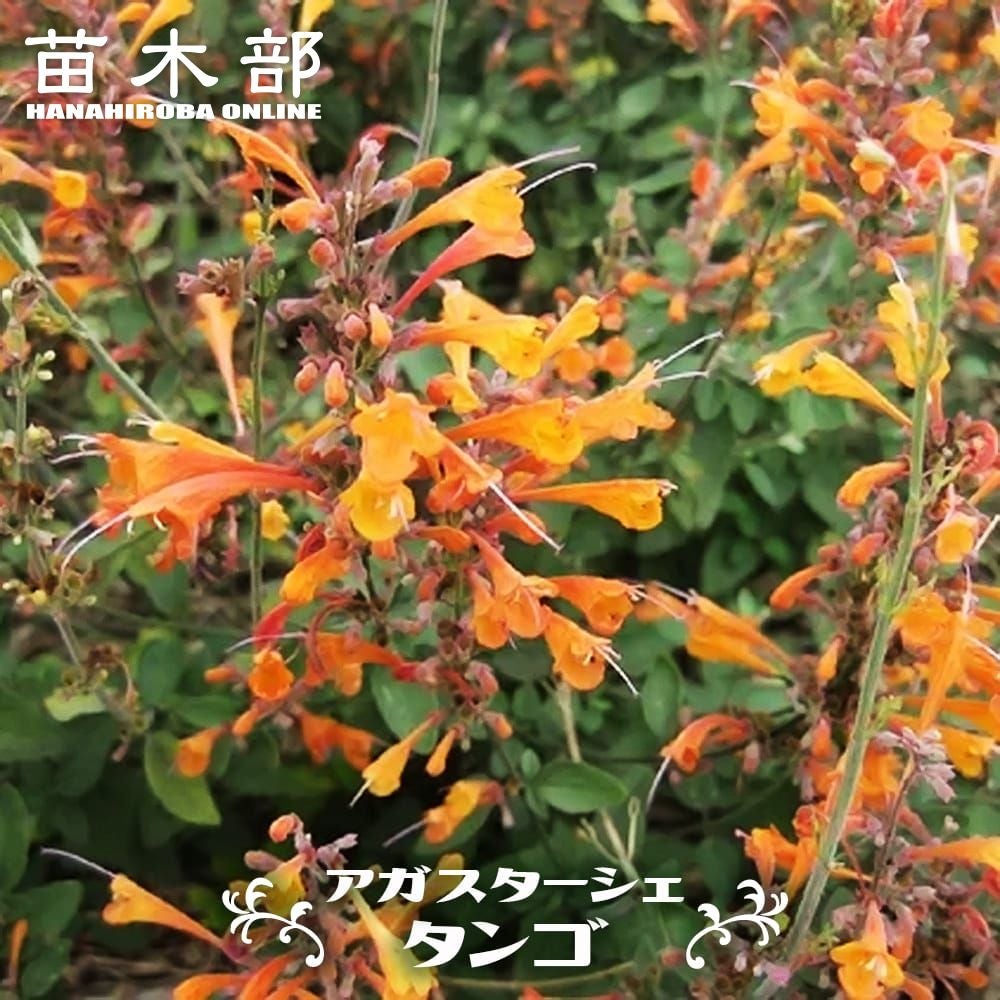 アカシア ポートリンカーンワトル 苗 通販 苗木部 By 花ひろばオンライン