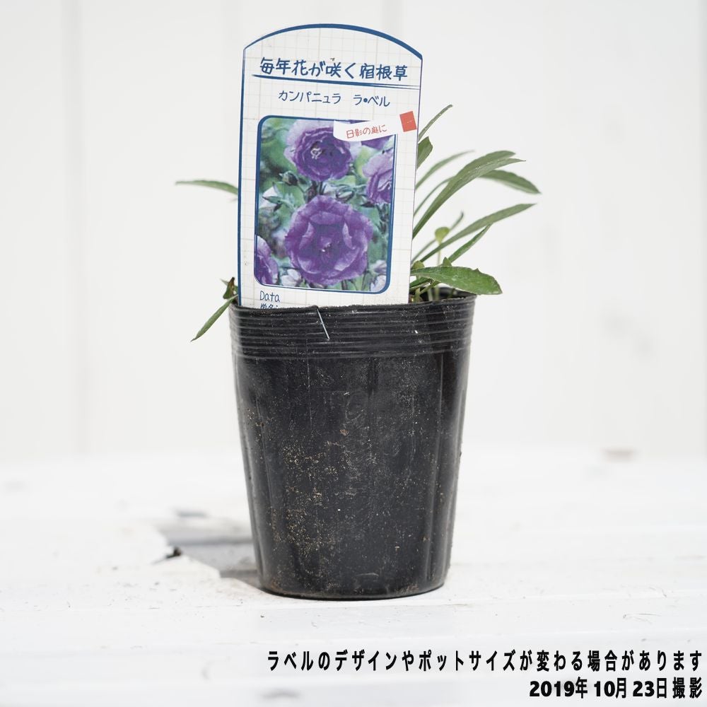 カンパニュラ ラ ベル 苗 販売 苗木部 By 花ひろばオンライン
