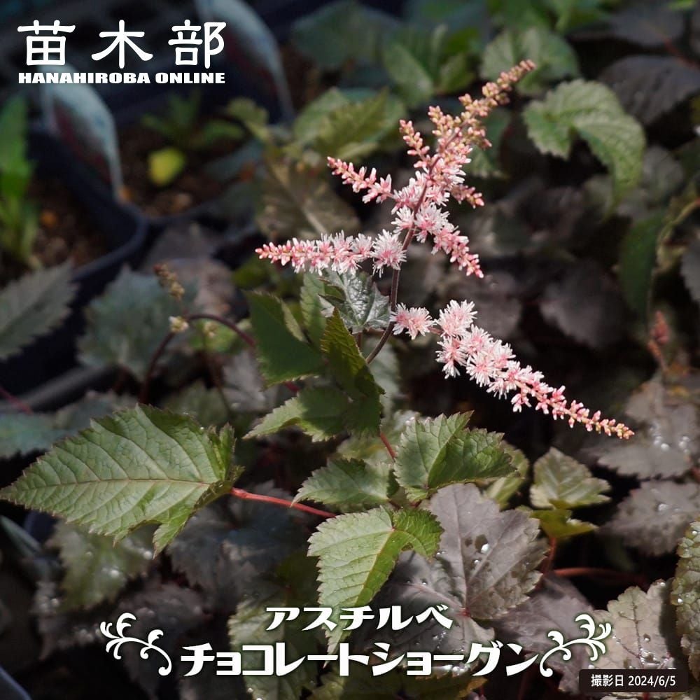 バラ レモンシルエッタ CL クライミング (つるバラ) 苗 販売 苗木部