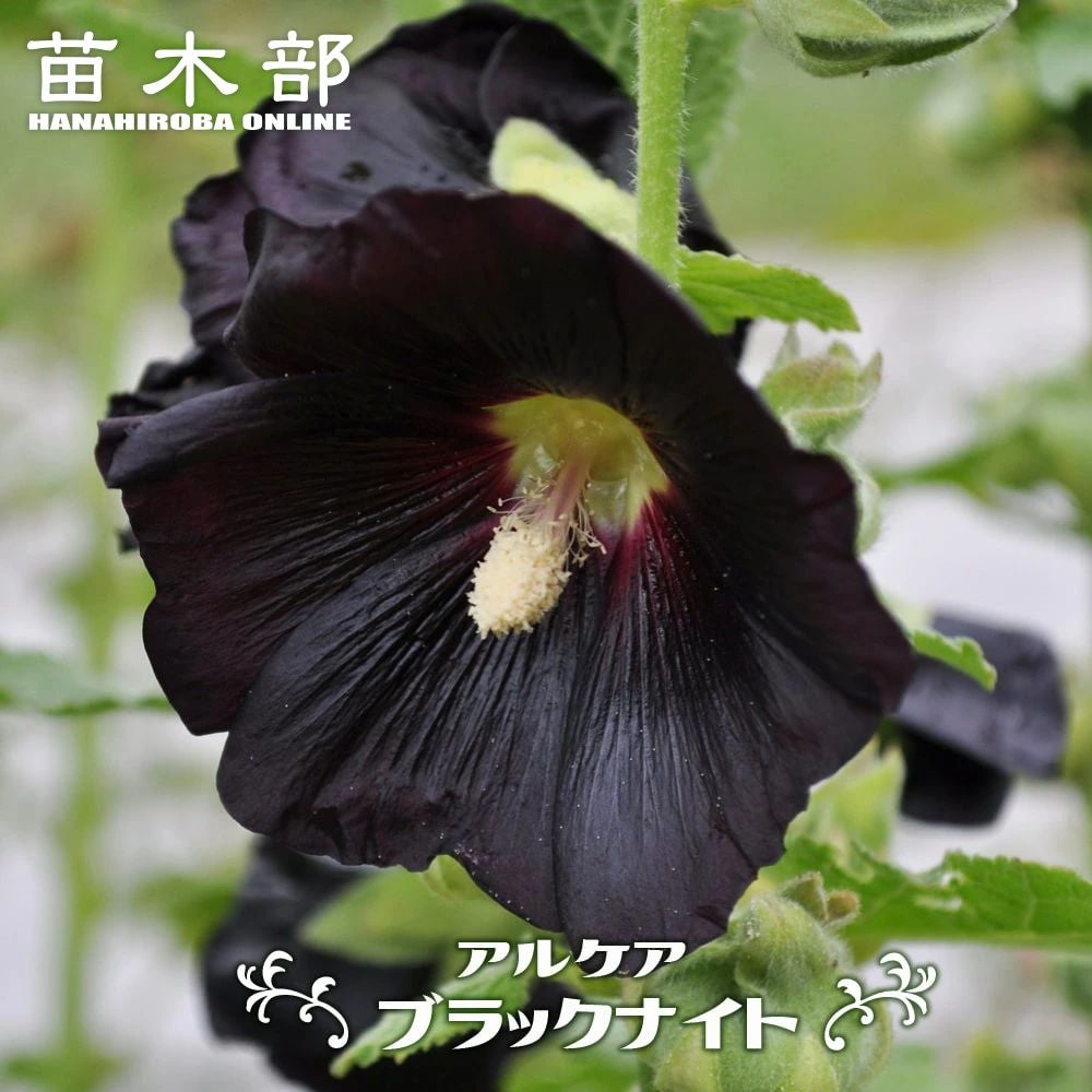 000000035801-01.jpg?size=m&w=