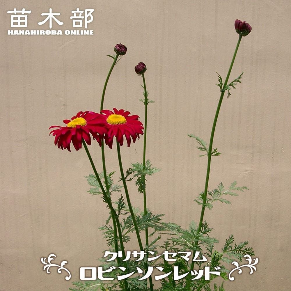 アボカド ウィンターメキシカン Aタイプ 苗 販売 苗木部 By 花ひろば