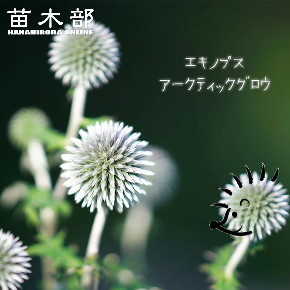 000000035863-01.jpg?size=l&w=