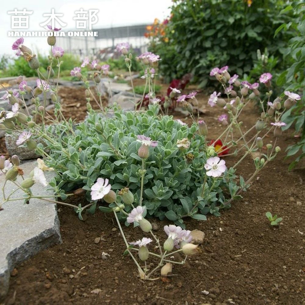 グレビレア ラニゲラの通販 苗木部 By 花ひろばオンライン