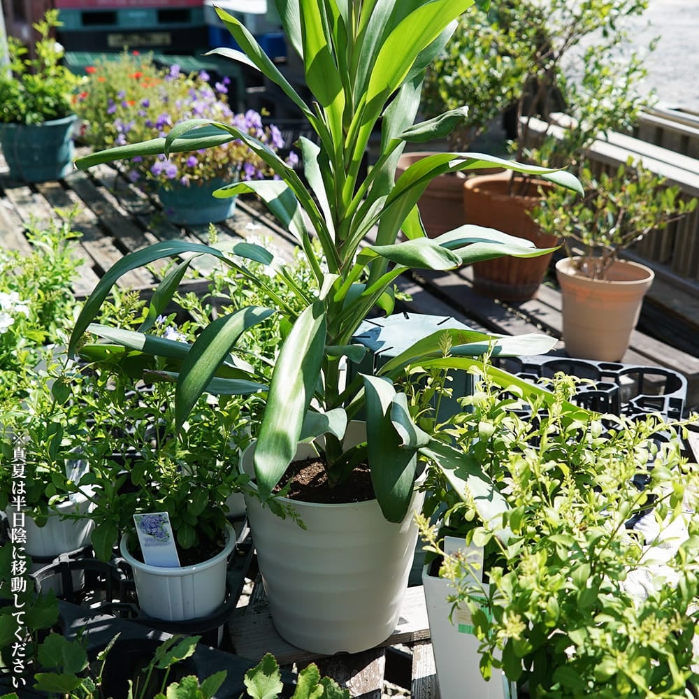 000000135872-02.jpg?size=l&w=