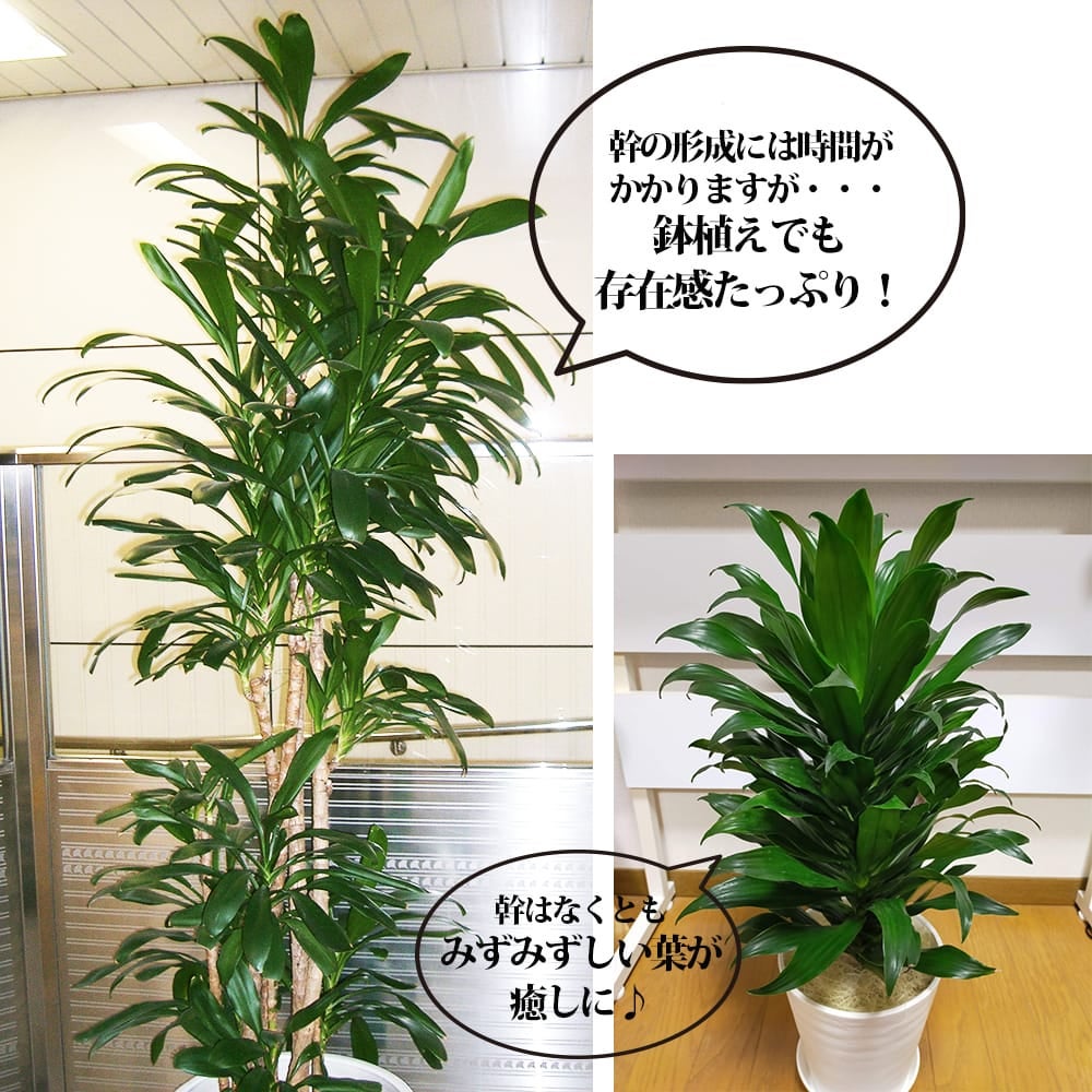 000000135872-03.jpg?size=l&w=