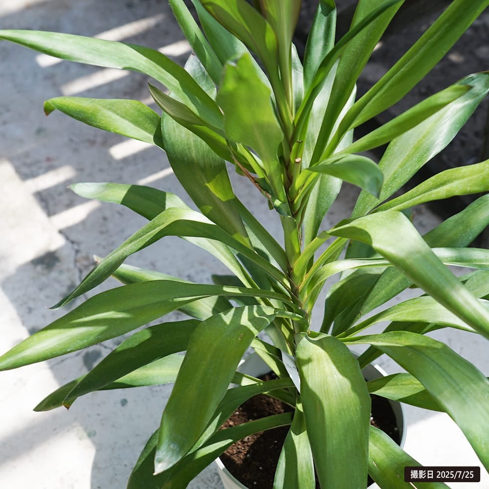 ドラセナ・グローカル 観葉植物 ドラセナ グローカル