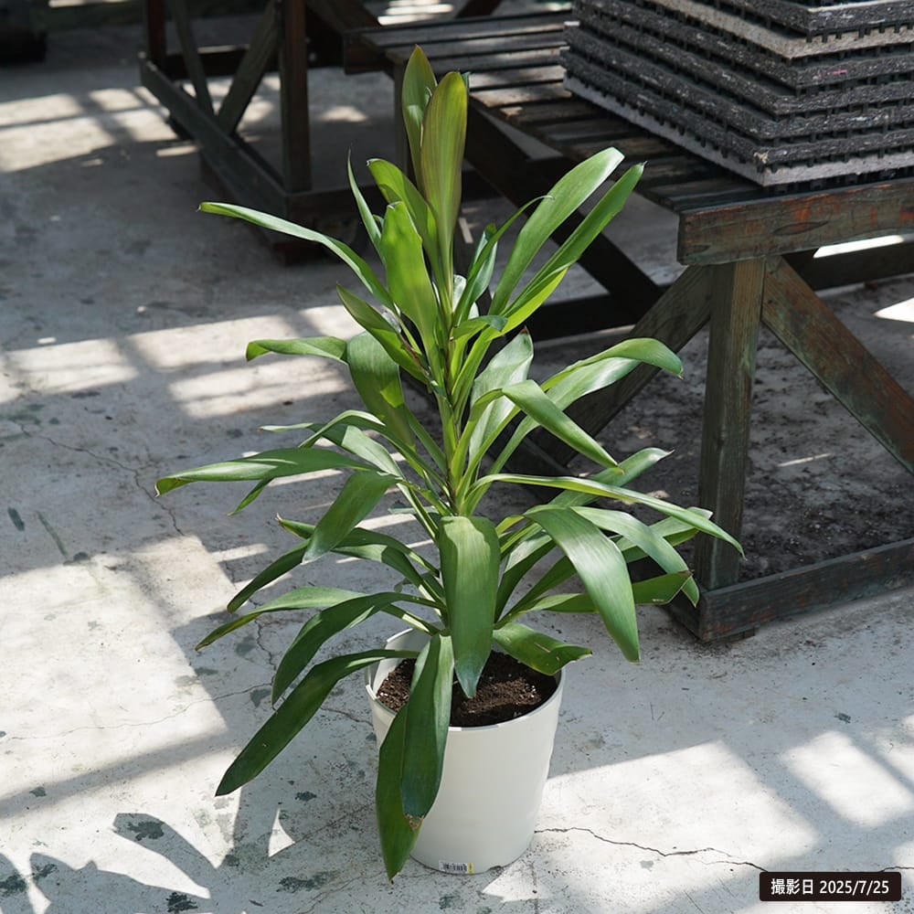 コルジリネ オーストラリス グローカル 苗 通販 苗木部 By 花ひろば