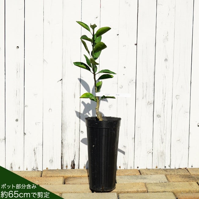 000000035910-05.jpg?size=l&w=