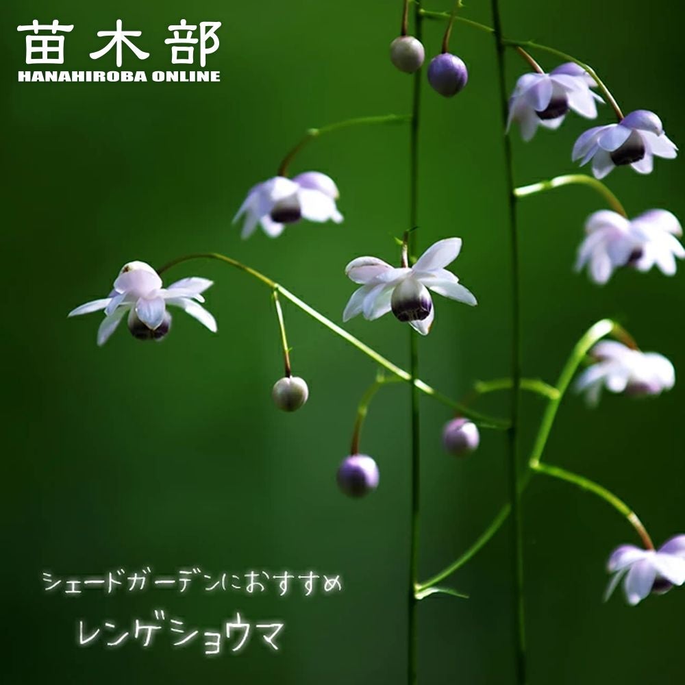 000000035949-01.jpg?size=m&w=