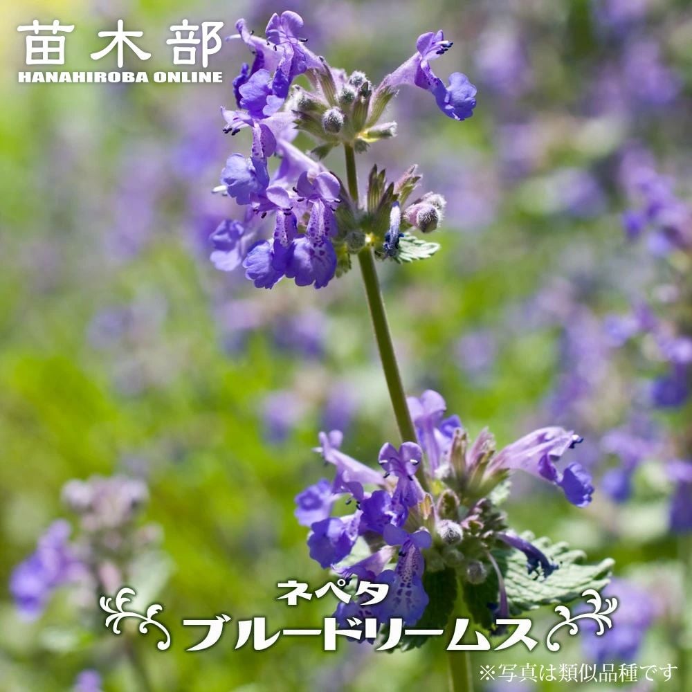 000000035954-01.jpg?size=l&w=