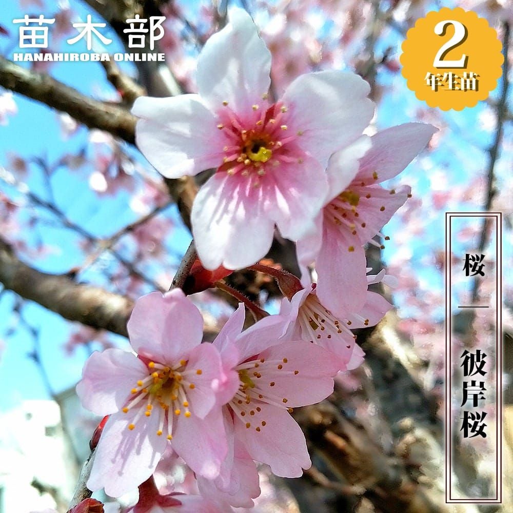 雨情枝垂れ さくら 苗 販売 苗木部 By 花ひろばオンライン