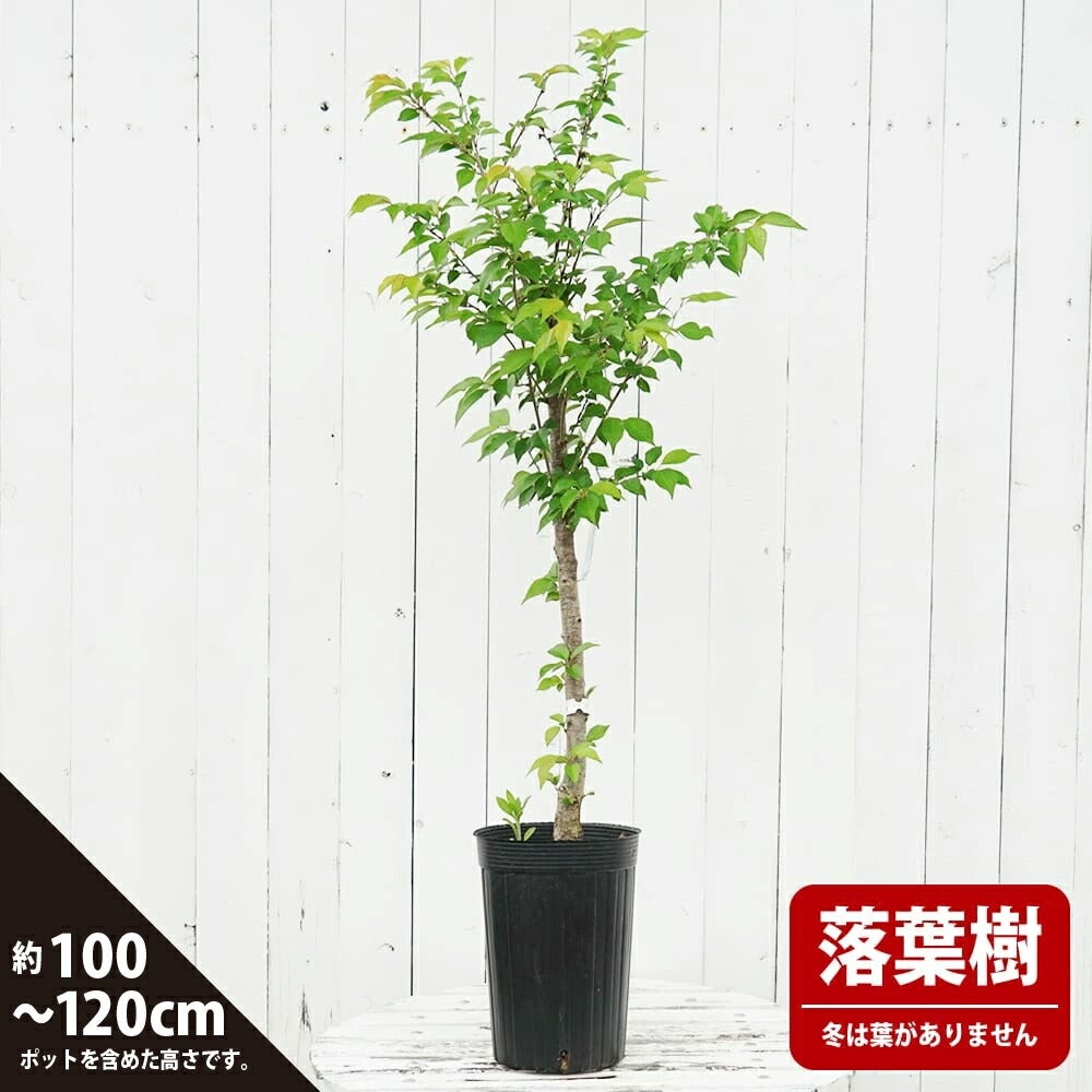 ウメ 花梅 野梅系 思いのまま 苗 通販 苗木部 By 花ひろばオンライン