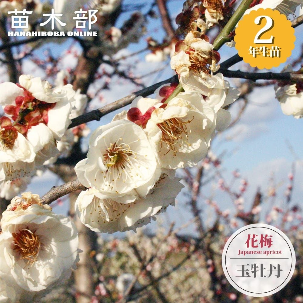 ウメ 鹿児島紅梅 花梅 緋梅系 苗 販売 苗木部 By 花ひろばオンライン