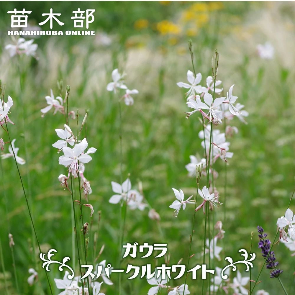 000000036209-01.jpg?size=l&w=