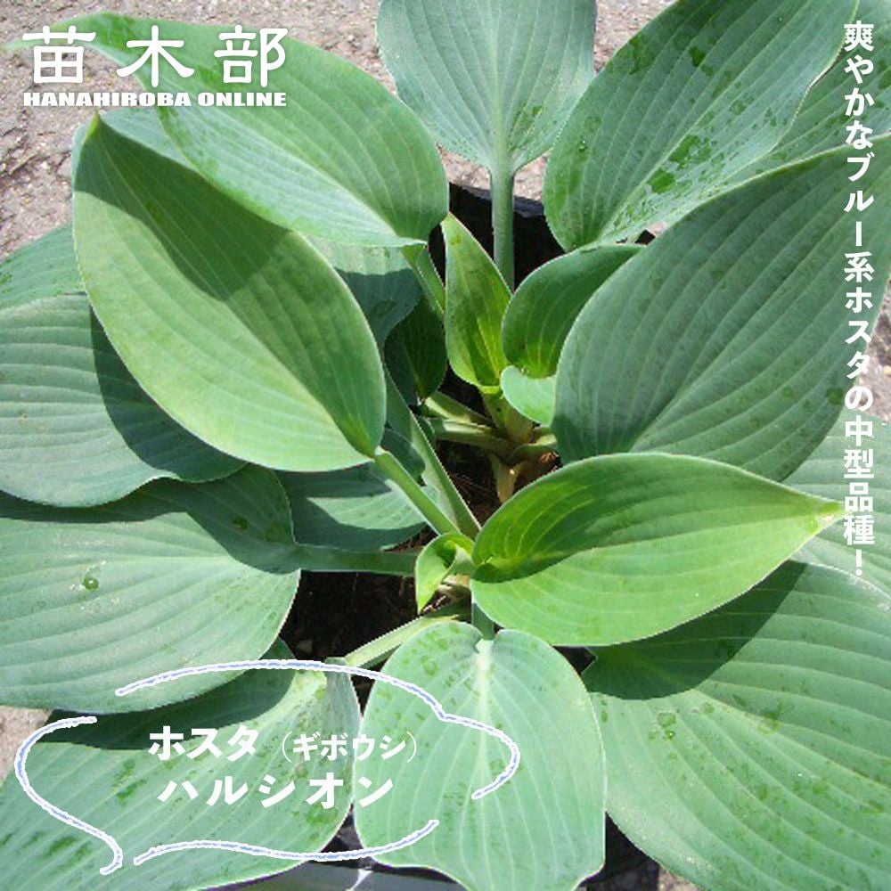ホスタ | 苗木部 本店 By 花ひろばオンライン