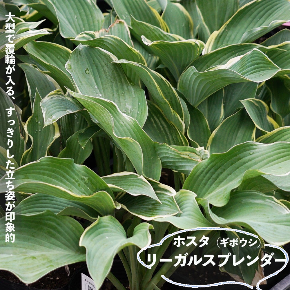 ギボウシ | 苗木部 本店 By 花ひろばオンライン