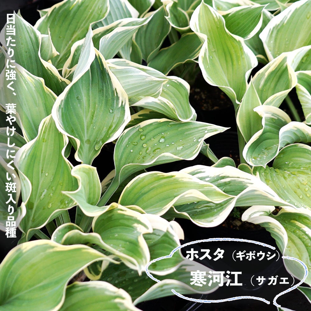 【2】中型種 ギボウシ / ホスタ レインフォレストサンライズ 苗 1芽 ホスタ ギボウシ レインフォレストサンライズ 苗 販売 苗木部 By 花