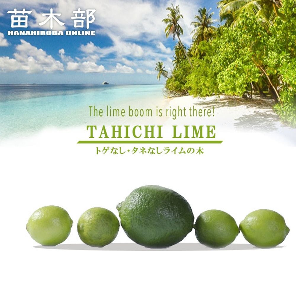 柑橘 ライム タヒチライム 苗 通販 苗木部 By 花ひろばオンライン