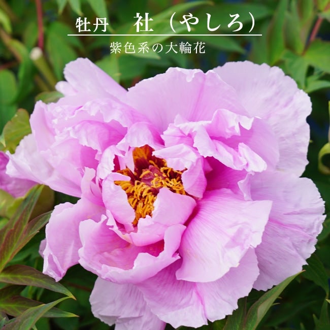 000000036481-01.jpg?size=l&w=