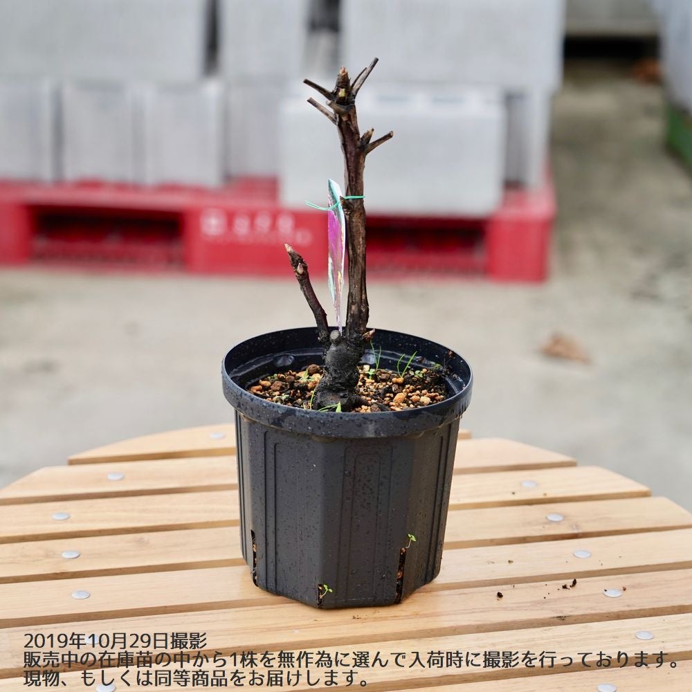 牡丹 社 苗 販売 苗木部 By 花ひろばオンライン