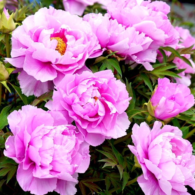 牡丹 社 苗 販売 苗木部 By 花ひろばオンライン