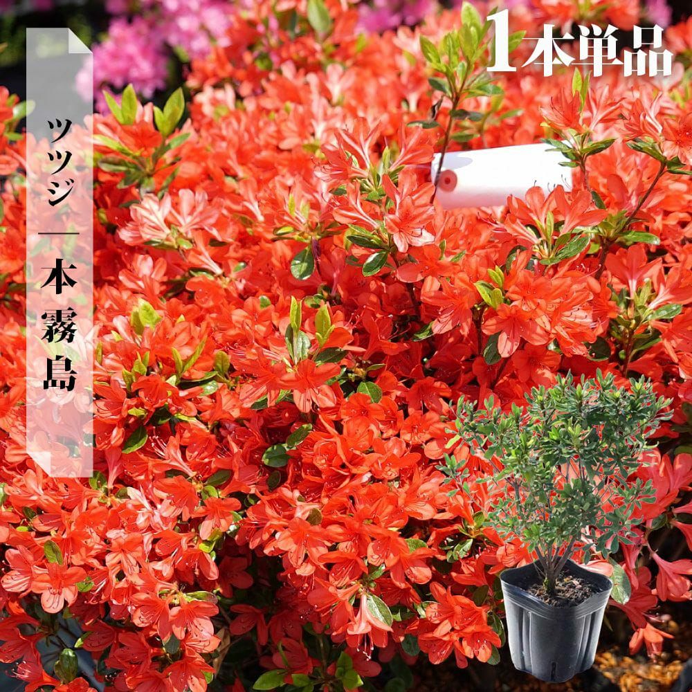 000000036648-08.jpg?size=l&w=