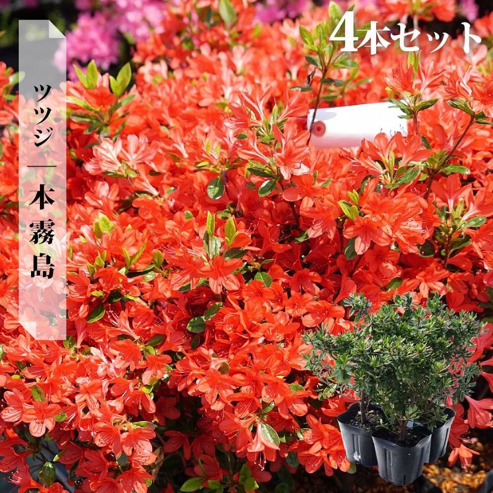 000000036648-09.jpg?size=l&w=