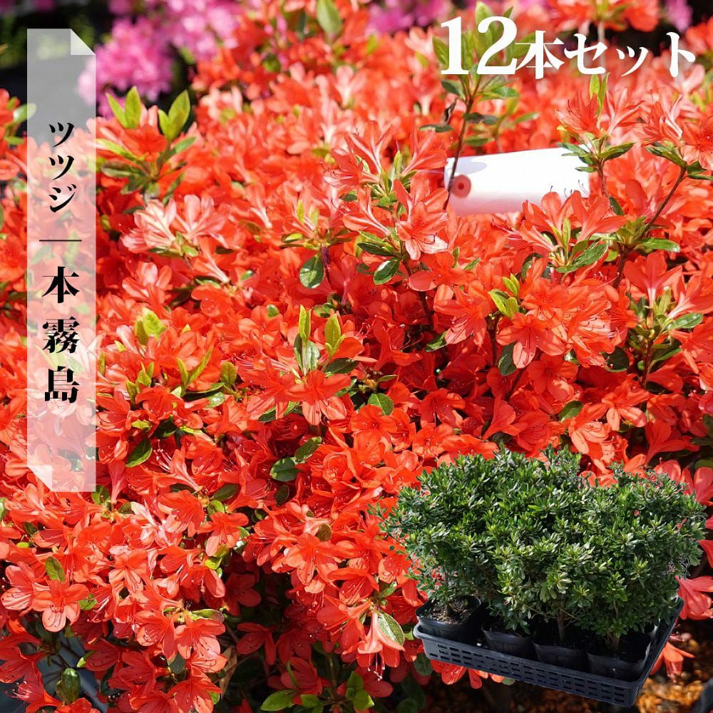 000000036648-10.jpg?size=l&w=