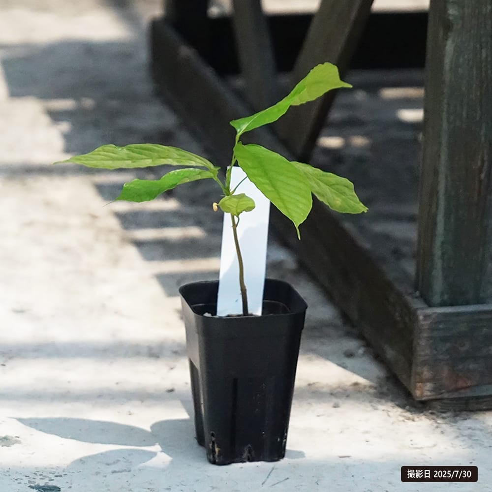 カカオ トリニタリオ種 ソコヌスコ 苗 販売 苗木部 By 花ひろばオンライン