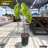 カカオ クリオロ種 【ボスケ ブランカ】 Theobroma cacao 実生 5号スリット鉢植え