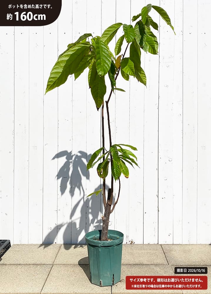 カカオ クリオロ種 【ボスケ ブランカ】 H:160cm 7号スリット大苗 Theobroma cacao 実生