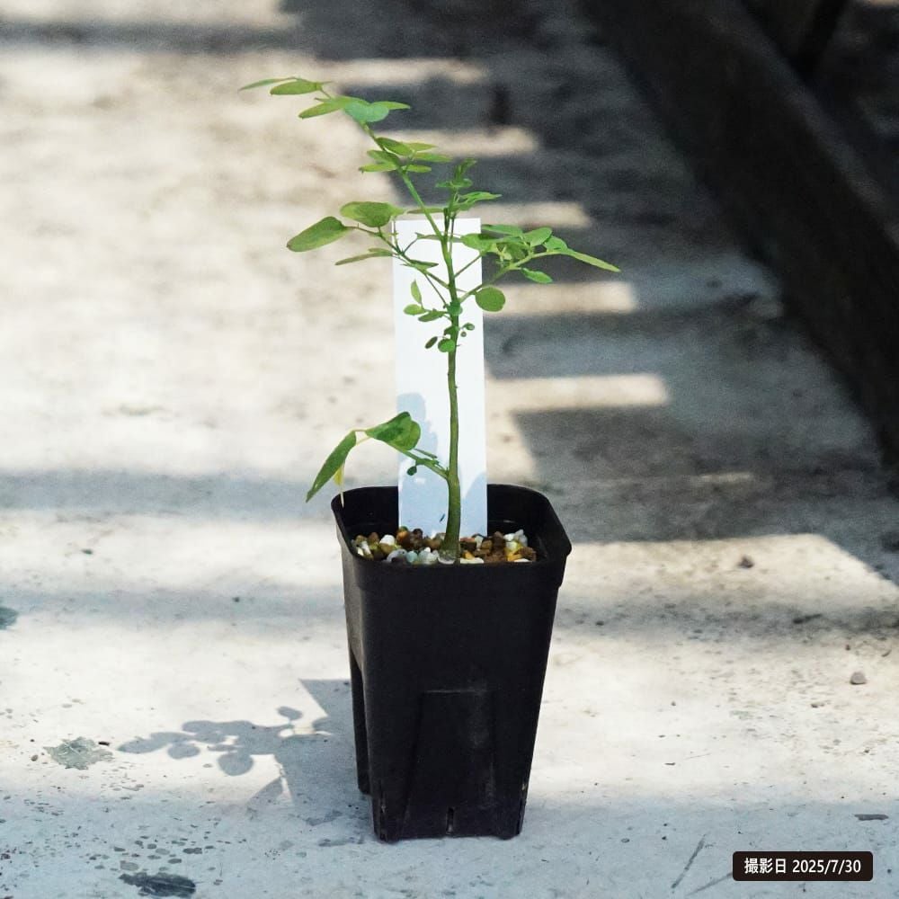 モリンガ ステノペタラ 苗 販売 苗木部 By 花ひろばオンライン