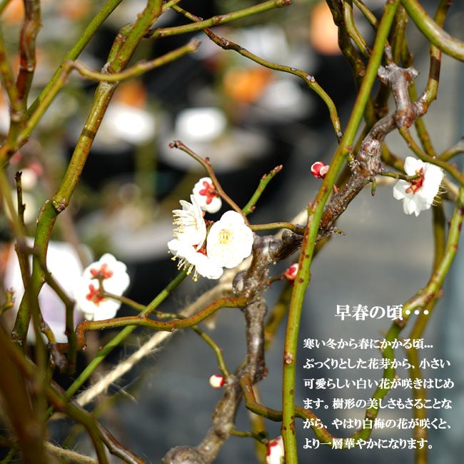 000000036742-02.jpg?size=l&w=