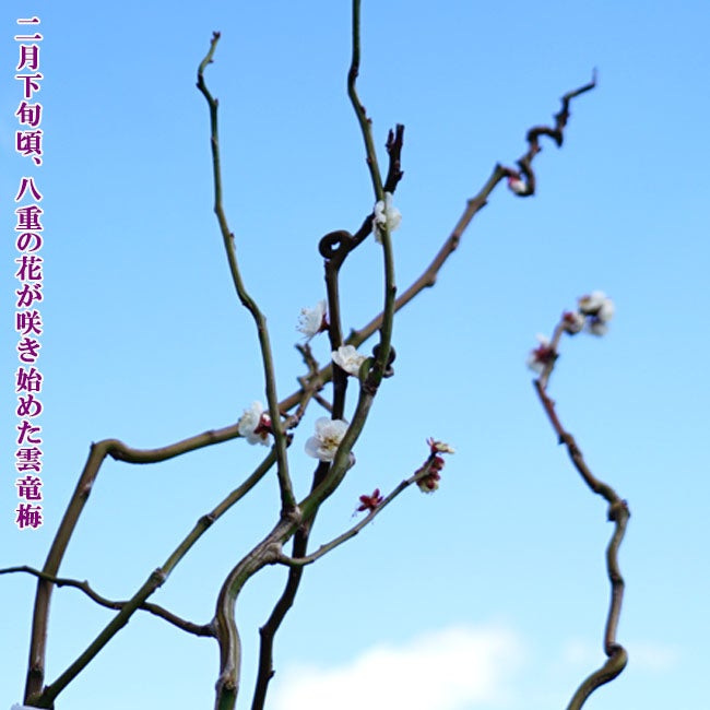 ウメ 雲竜梅 花梅 青軸性 苗 販売 苗木部 By 花ひろばオンライン