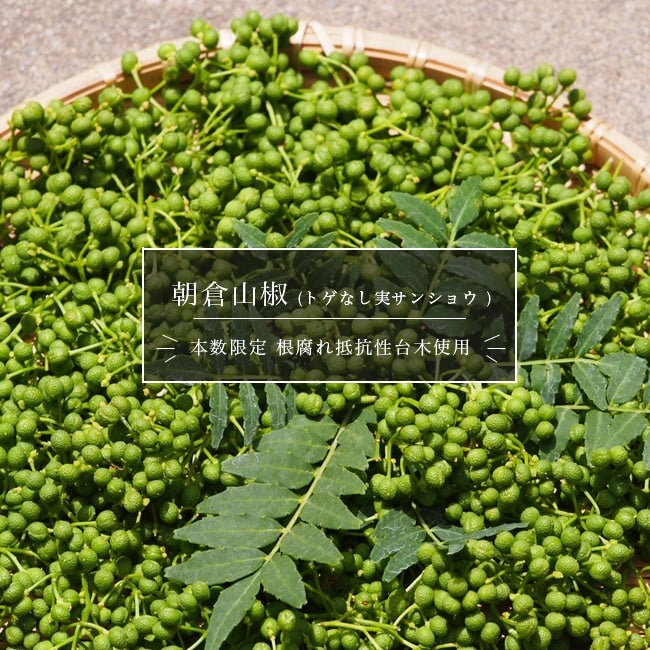 カカオ トリニタリオ種 バンピーチェリー 苗 販売 苗木部 By 花ひろば カカオ トリニタリオ種 バンピーチェリー 苗 販売 苗木部 By 花ひろば