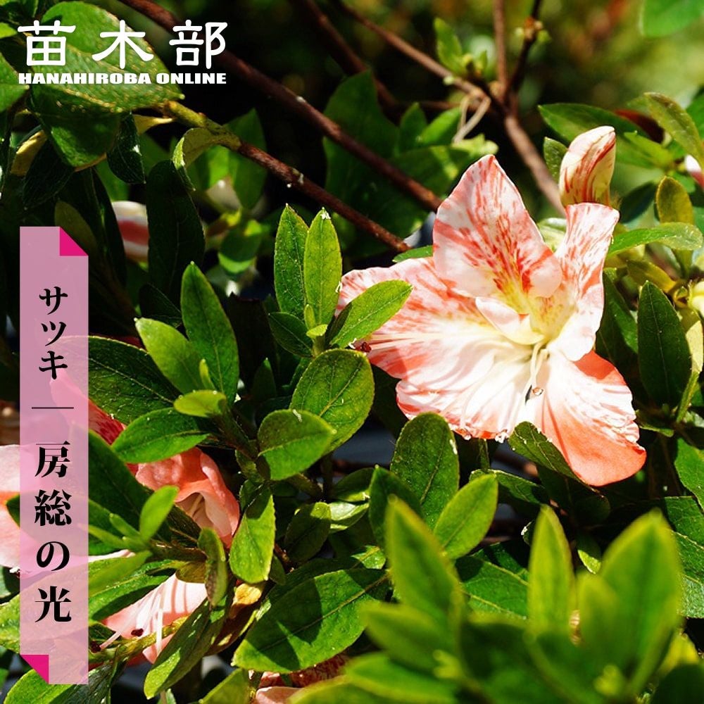 さつき　一生の春 サツキ 一生の春 4号×3株セット｜花木10-AK | 花木・庭木,サツキ