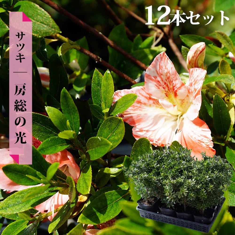 サツキ 房総の光 苗 通販 苗木部 By 花ひろばオンライン