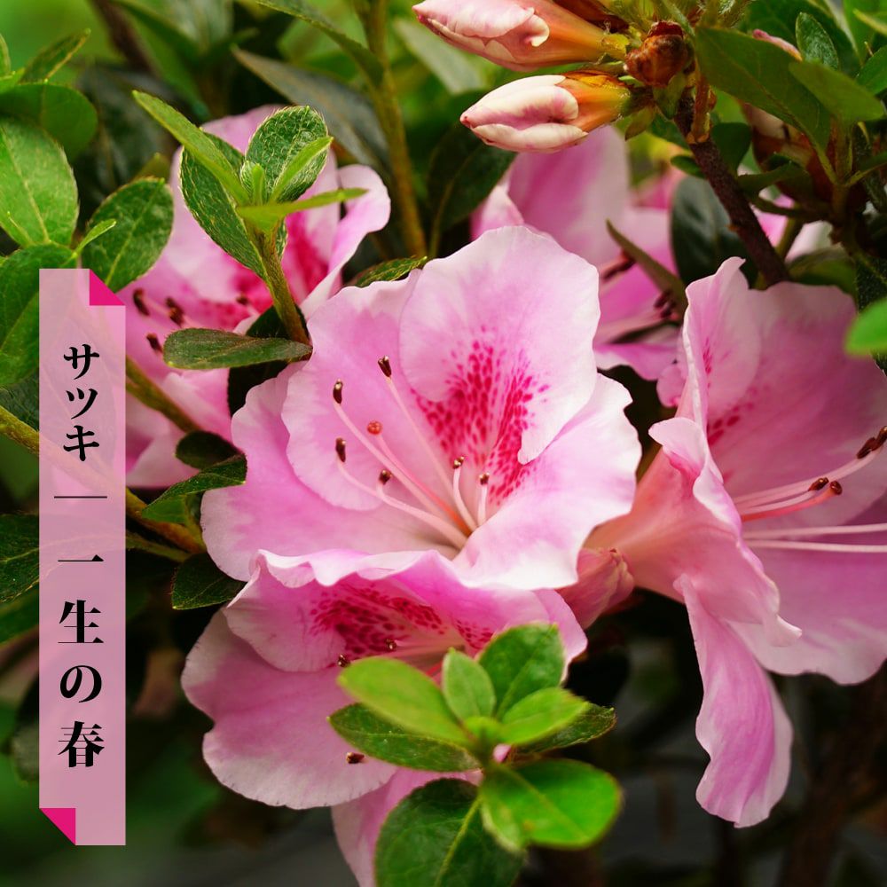 000000036931-01.jpg?size=m&w=