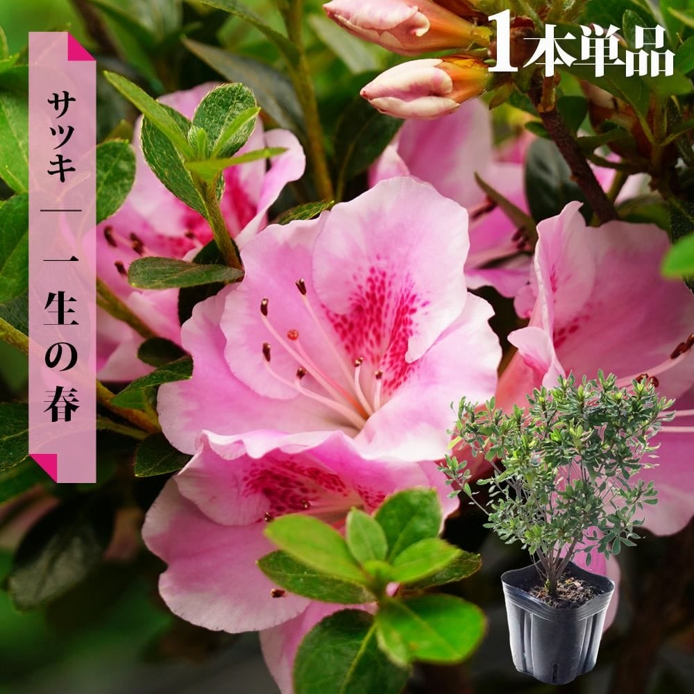盆栽 皐月 一生の春　サツキ 根張り 幹模様 鉢植中品45センチ サツキ 一生の春 苗 通販 苗木部 By 花ひろばオンライン
