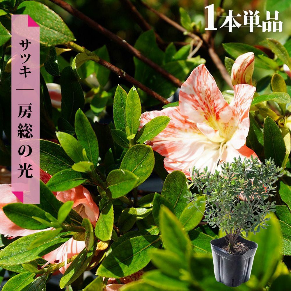 サツキ 一生の春 苗 通販 苗木部 By 花ひろばオンライン