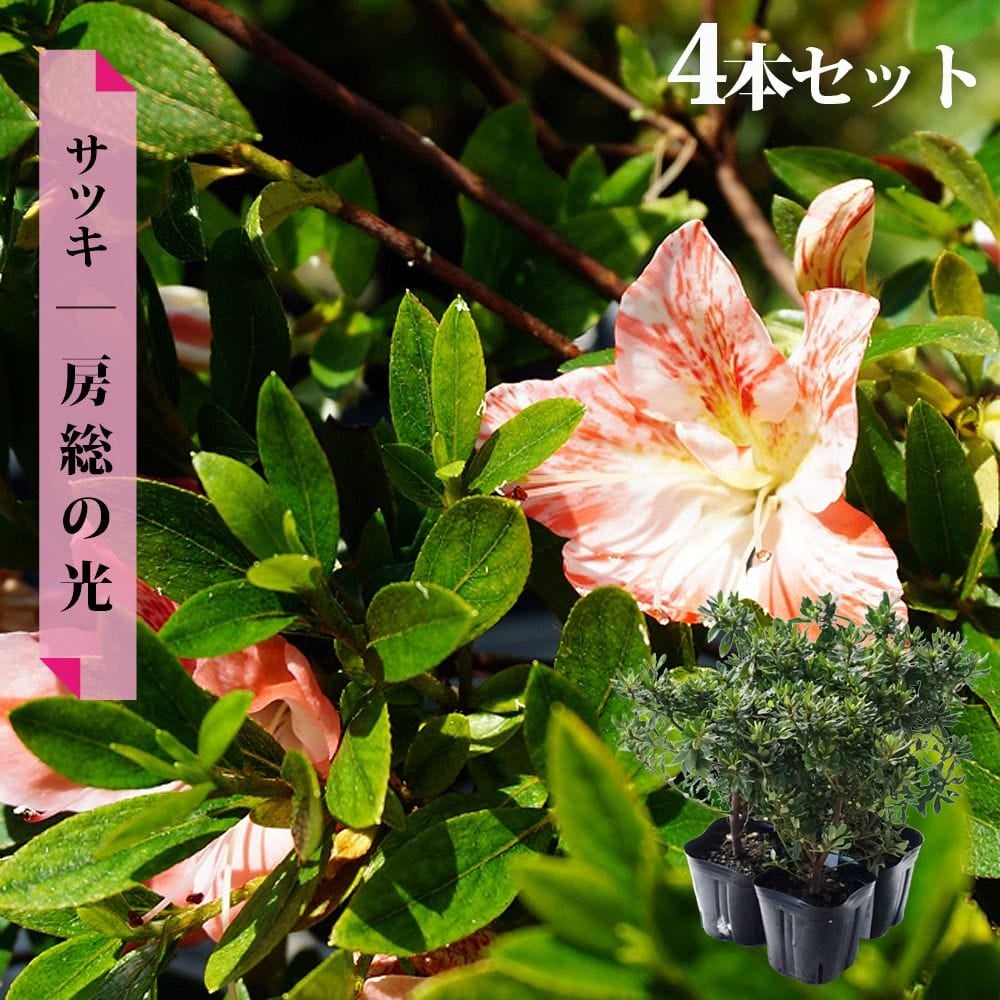 サツキ 一生の春 苗 通販 苗木部 By 花ひろばオンライン