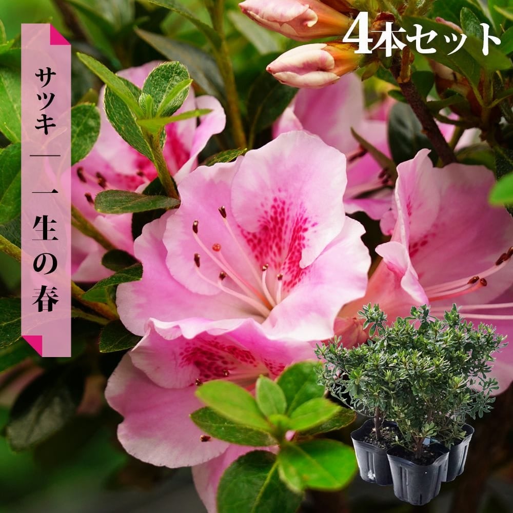 サツキ 一生の春 4号ポット苗 4本セット