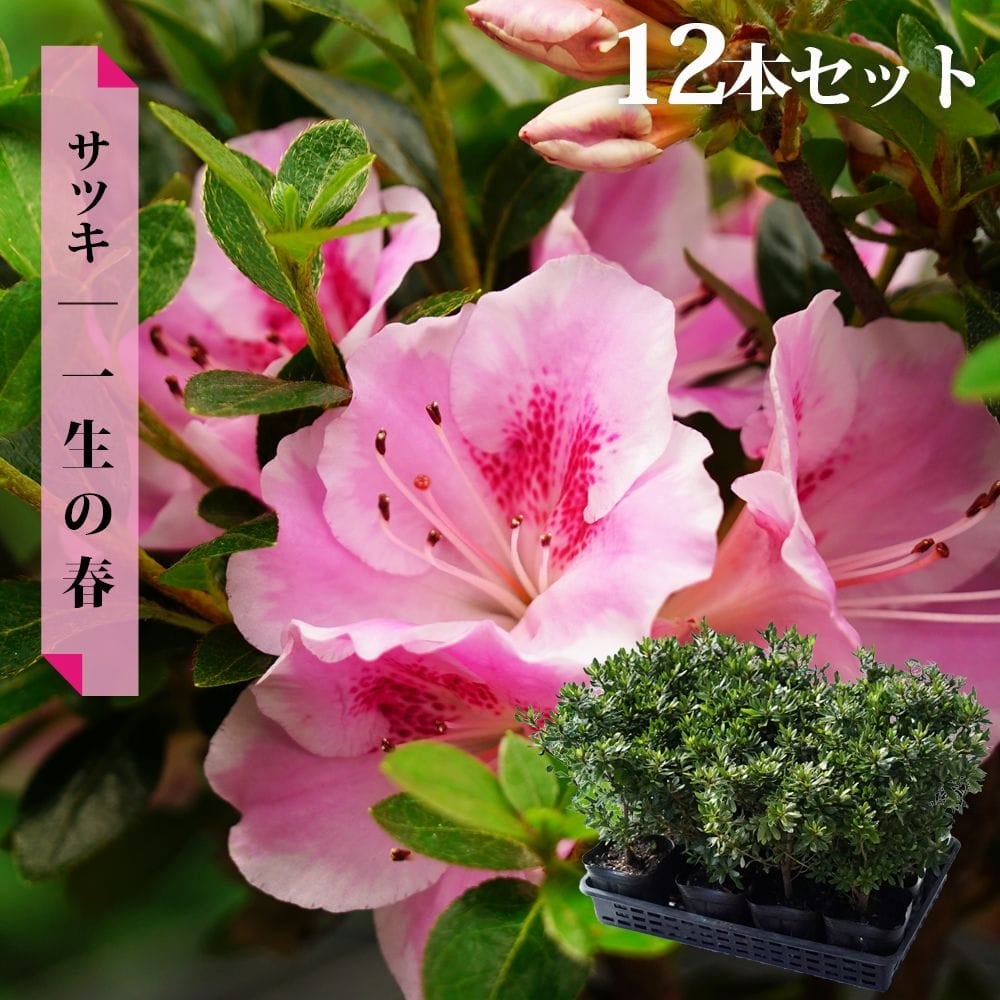 サツキ 一生の春 4号ポット苗 12本セット