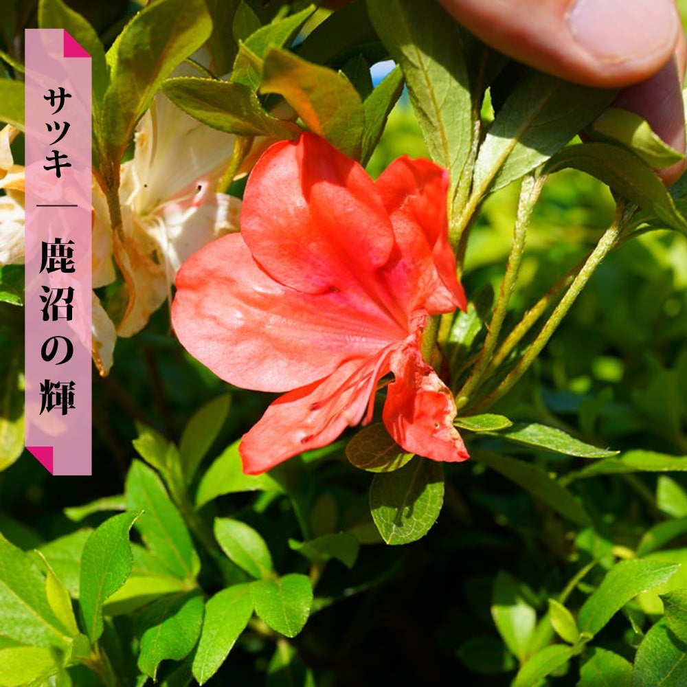 紅花キンモクセイ フレグランスレッド 苗 販売 苗木部 By 花ひろば